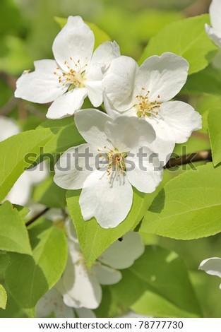 Apple blossoms. White flowers of apple. Blooming apple orchard.