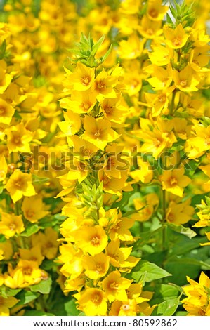Yellow small flowers. Many flowers on a thin stem. Bright yellow flowers.