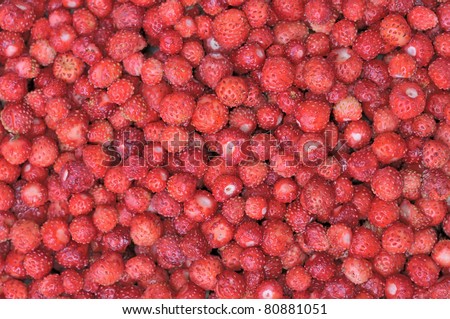 Strawberries. Forest red berries. The texture of wild strawberries. Scattering of ripe berries. Useful forest products. Harvested by hand.
