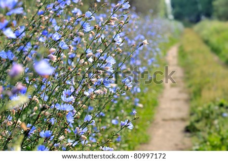 Flowers chicory. A lot of blue flowers. Shrubs chicory in the field share the road.