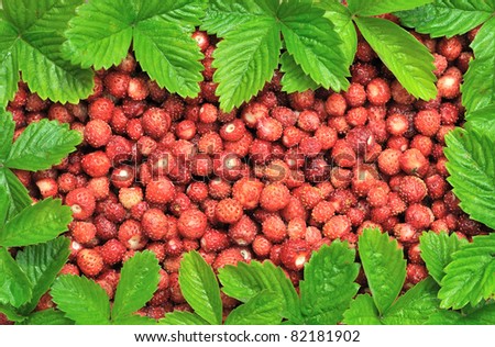 Strawberries and frame made of leaves. Ripe wild berry strawberries with bright green leaves. Frame made of leaves.