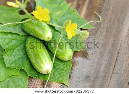 Cucumbers on the table. Yellow flowers, cucumbers and green leaves. The leaves of cucumber, a group of cucumbers, flowering cucumber on a wooden table.