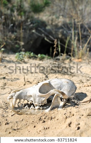 The skull in the desert. The skull of a predatory animal. Fox skull in the  sand. - Stock Image - Everypixel