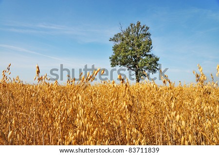 Barley field. Lone oak tree in the field against the blue sky.