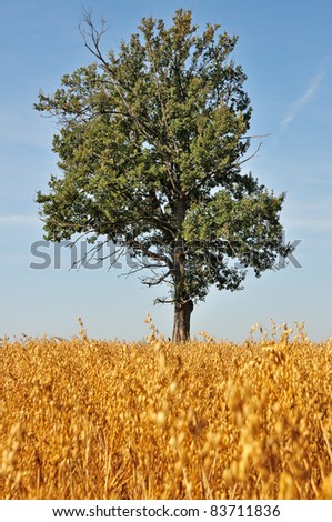 Oak in the field of barley. Lonely old oak tree.