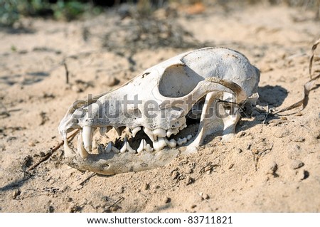 Animal skull Images - Search Images on Everypixel