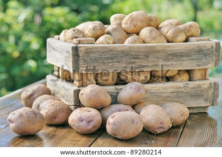 Potato crop in a wooden box. Against the backdrop of a green garden.
