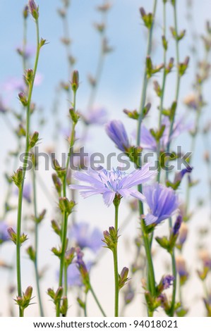 Flowers at Chicory blue sky. Delicate purple flowers herbs.