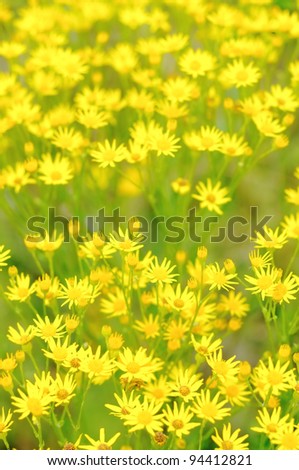 Background of the small yellow flowers. The small flowers on a green background.