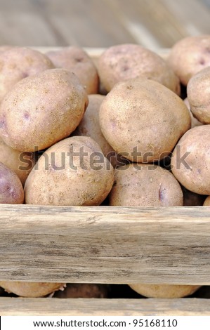 Raw potatoes in a box. The potato crop.