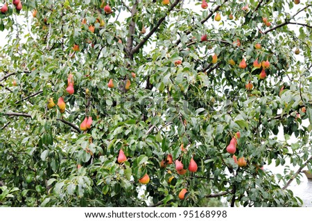 Pear tree. Pears on a background of green foliage. Pear tree studded with fruit.