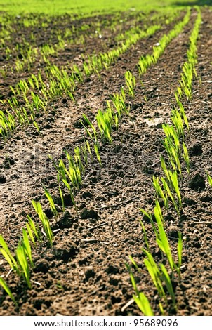 Rows of wheat seedlings. Green shoots of wheat. Wheat germ.