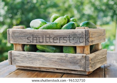Container with fresh cucumbers. Vegetables in a wooden box.
