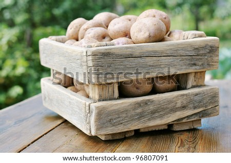 Potatoes in the box against the green of the garden. Potato crop in a wooden box.