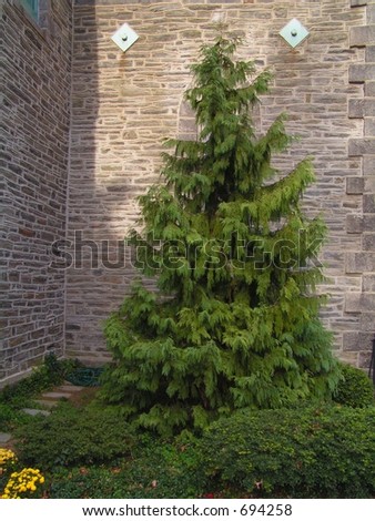 Evergreen stock options