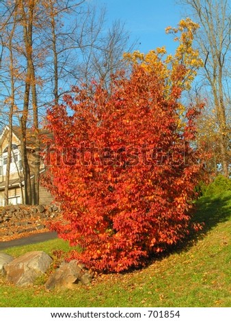 Planting+dogwood+trees+in+fall