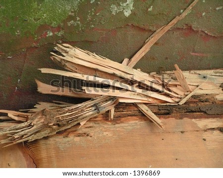 Termite Tree Damage Pictures