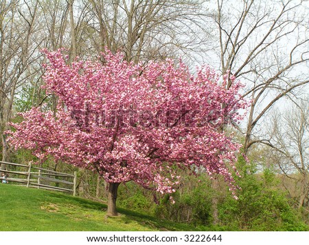 cherry tree pictures. Mature Kwanzan Cherry Tree