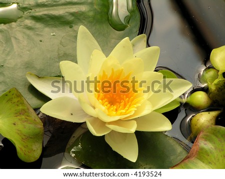 Yellow water lily floating in a man made pond