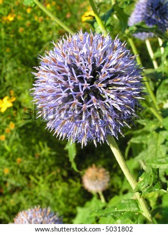 A perennial producing perfectly rounded flower heads of blue steel color; very attractive to bees