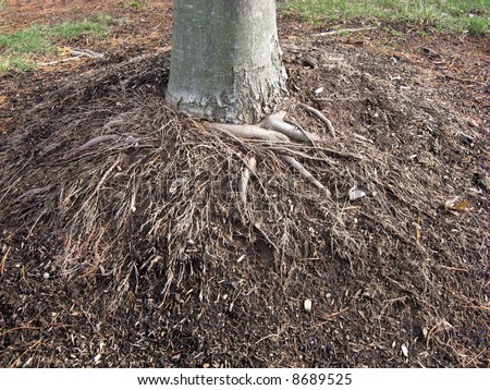 Improper tree planting has allowed the mounded up mulch to eroded from the root ball leaving the roots exposed.