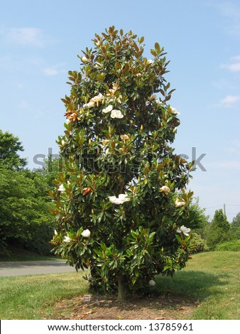 A full shot of the Southern Magnolia tree with typical form and in bloom.