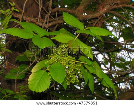 large poison ivy vine. stock photo : Vine of Poison