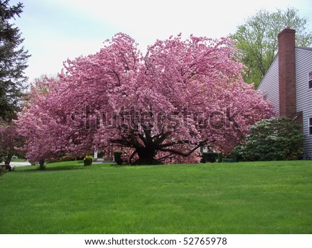 kwanzan cherry tree pictures. Kwanzan Cherry tree in a