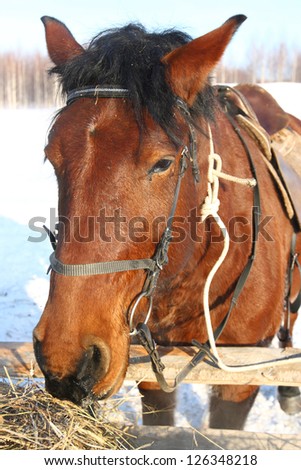 horse feeding outdoors in winter