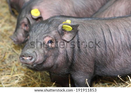 three little mini pigs closeup
