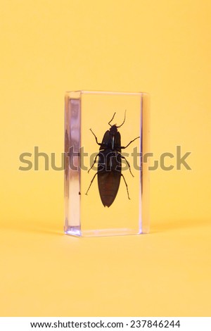beetle inside the plastic case