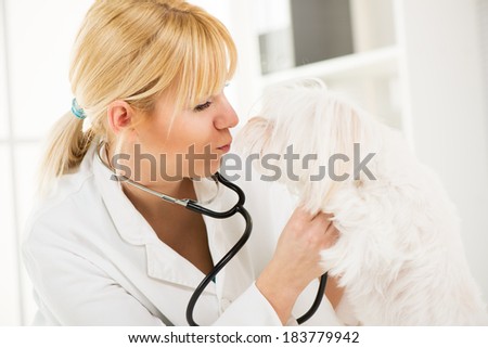 Young female veterinary surgeon kissing a maltese dog.