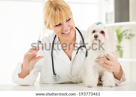 Young female veterinary vaccinating a maltese dog at the doctor\'s office