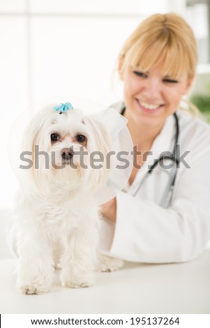 Maltese dog at the doctor\'s office