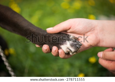 Dog paw and human hand are doing handshake