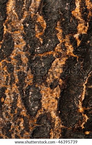 Texture of a tree cortex, close up
