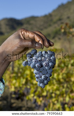 Bunch of hand-picked grapes in a vineyard in the Priorat wine region of Catalonia, Spain
