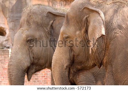 Two Elephants \'talking\'
