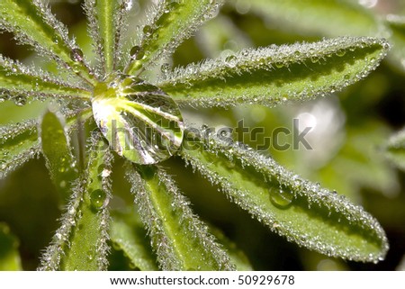 Big raindrops on a star leaf plant