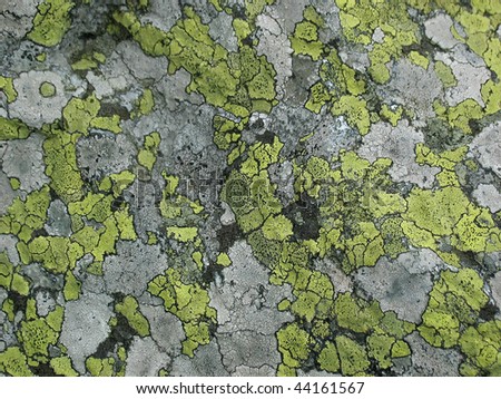 background texture with map-like patches of green and gray lichen