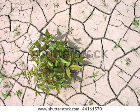a green shrub struggles for life in cracked and parched clay soil