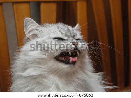 Evil persian chinchilla cat