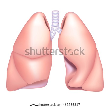 Human Lung Lobes