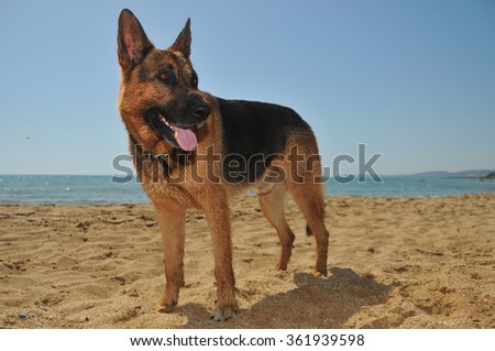Yellow dog on the beach