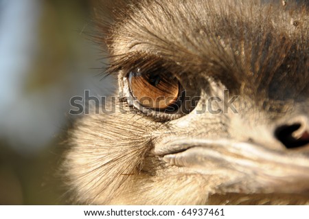 ostrich neck animal bird wildlife