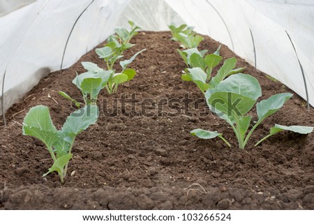 Seedlings of cabbage is covered with a cloth in the spring