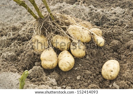 The tubers from one Bush in the potato field