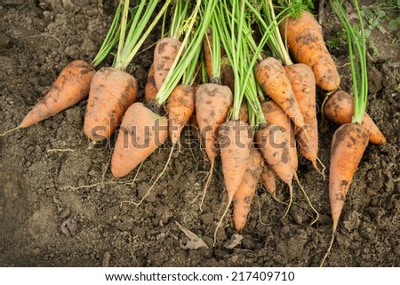 Bunch dug carrots lying on the arable land