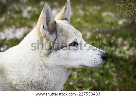 Portrait of a white dog on a blurred background