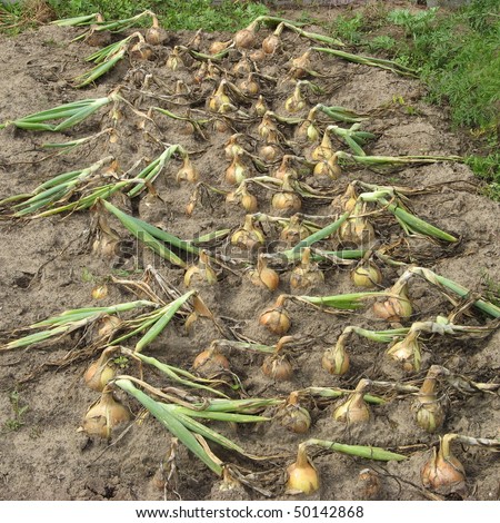 Onion, ready for harvesting in kitchen garden